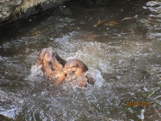 .....until they all gang up on one of them.