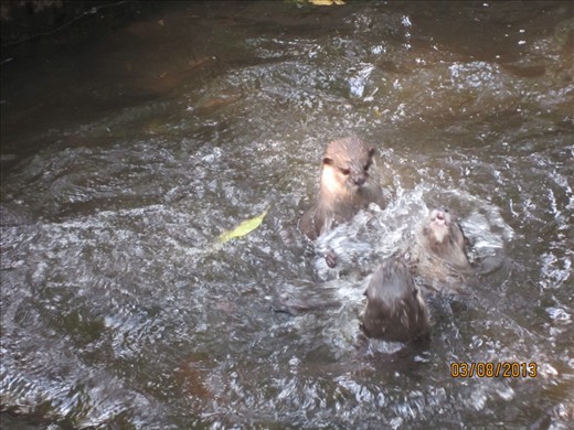 The otter fight went on for about five minutes.  I wonder if otters can drown.