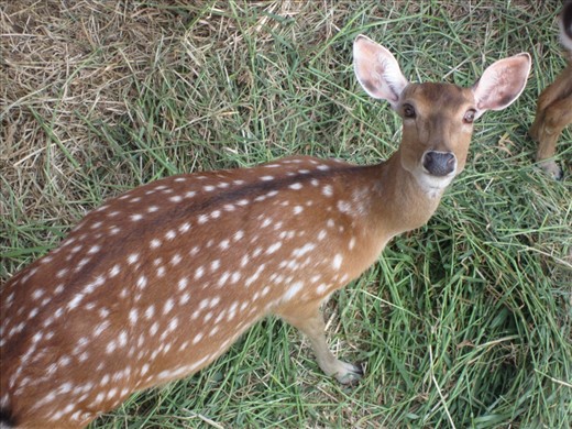 The zoo had axis deer and cows on display.  How funny for us!  Their area was actually below us with an upper deck walkway.