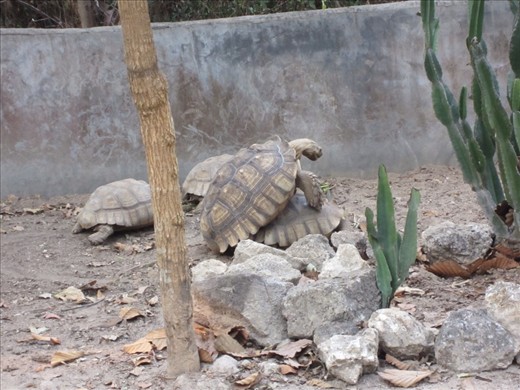 third set of animals getting frisky.  I actually have an entertaining video of this.  If you'd like to see it, its on my Facebook page or email me directly and I'll send it to you.  