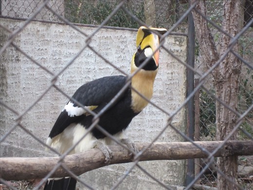 This is a great hornbill.  quite odd looking bird that turned out to be very aggressive.