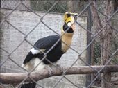 This is a great hornbill.  quite odd looking bird that turned out to be very aggressive.: by anealis314, Views[149]