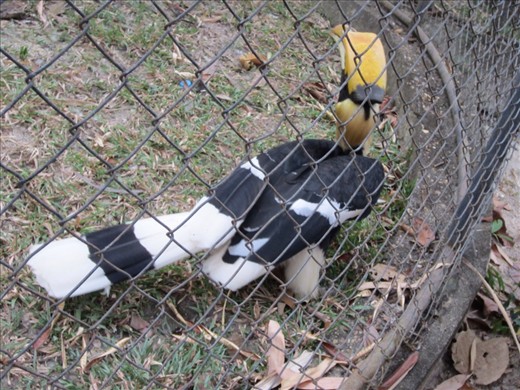 It attacked the fence in front of where we were standing.  