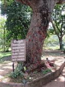 In my opinion, saddest place at the Killing Fields.  It is the killing tree, where small children were killed.  Andrea and Diana, I didn't think of it till after we left, but if I ever visit again, my bracelet will be left here with all the others : by anealis314, Views[407]