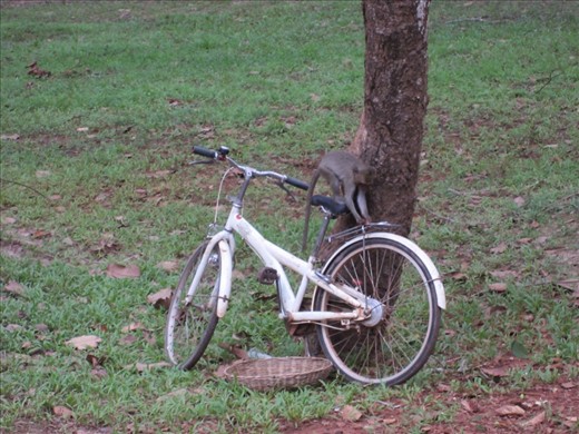 What do you mean, monkeys can't ride bicycles?