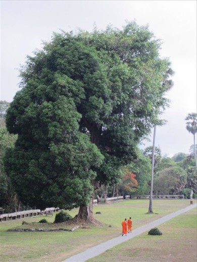 more monks at Angkor Wat