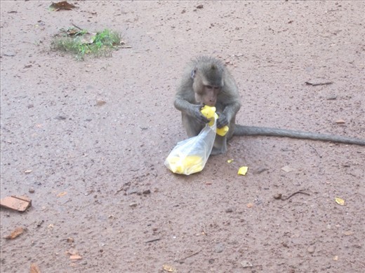 We found monkeys the second day we were there.  I had a bag of mango slices and the monkey didn't think I was giving them to him fast enough.  I was terrified he was going to run up my leg (you know how I feel about animals; now imagine how I feel about wild, unpredictables ones) so I threw my bag of mangos to him.  Like a pro, he caught the bag.  Don't worry, we picked up the trash.
