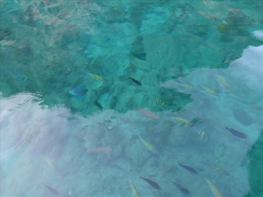 Snorkling was amazing.  The fish were so colorful.