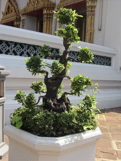 Wat Pho was very colorful and lively.  All of the small trees were shaped in a manner that made me feel like I was Alice in Wonderland.