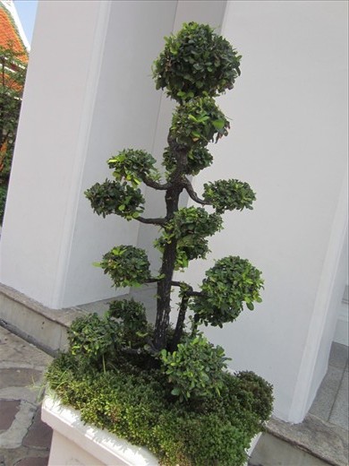 more Alice in Wonderland trees.