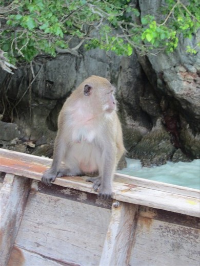 Monkey on a boat, looking for food.  shortly after this shot, he climbed on top the umbrella of the boat.  As previously mentioned, I don't like wild, unpredictable animals.  I knew this monkey was going to end up right next to me.......