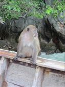 Monkey on a boat, looking for food.  shortly after this shot, he climbed on top the umbrella of the boat.  As previously mentioned, I don't like wild, unpredictable animals.  I knew this monkey was going to end up right next to me.......: by anealis314, Views[343]