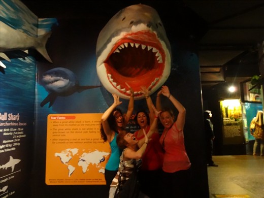 Is it shark week yet?