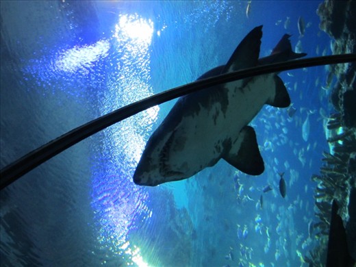 It's a big ass shark!