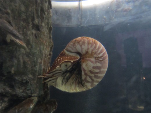 First time seeing a chambered nautilus.  