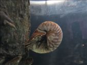 First time seeing a chambered nautilus.  : by anealis314, Views[320]