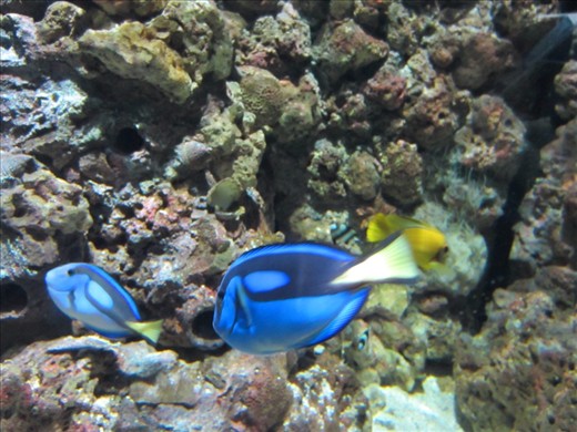 Celebrity sighting: Dory!