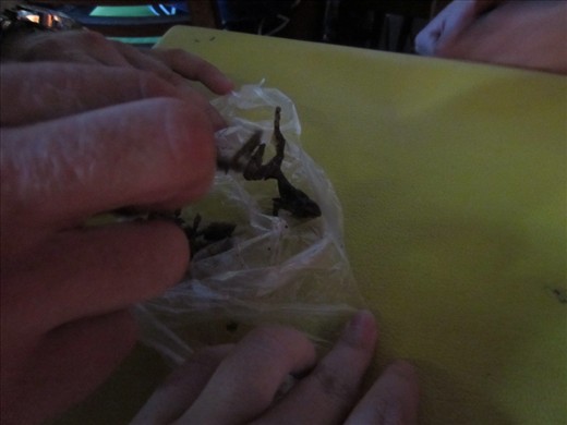 No tarantulas, so he returned with little frogs for us.  