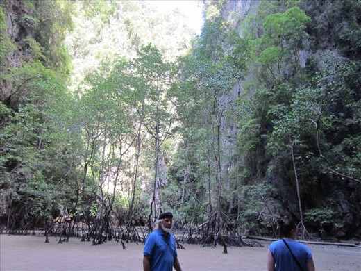 ..........this was on the other side of the cave.  Mangrove trees, mud skippers, and fiddler crabs.