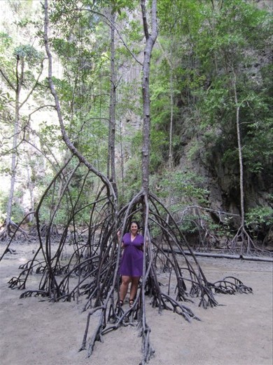 hanging out under the mangrove trees.