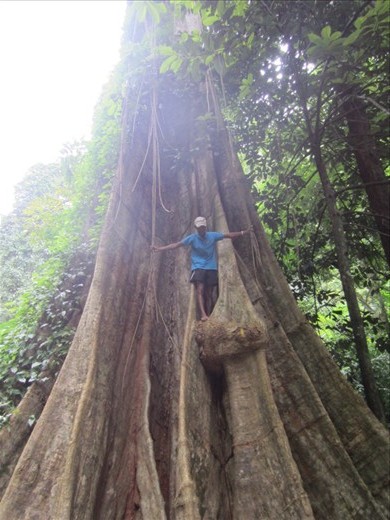 1000 year old Bondi tree that our tour guide scaled.