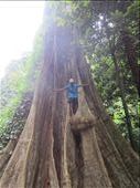1000 year old Bondi tree that our tour guide scaled.: by anealis314, Views[328]