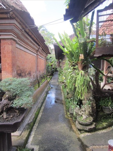 There aren't any hostels in Ubud; instead, there are homestays.  A homestay is essentially a bungalow on a family compound.  This was part of the view of my homestay.  The family who owns this homestay lives in the 3 houses to the left of this photo and the guest bungalows are in the back.