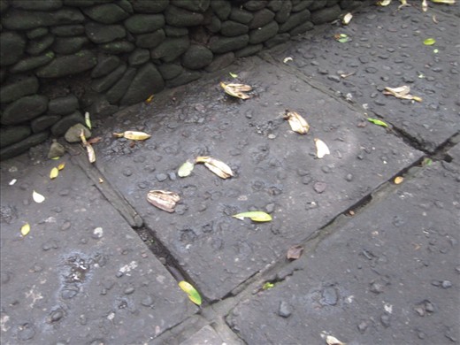 banana peels at the entrance to monkey forest.