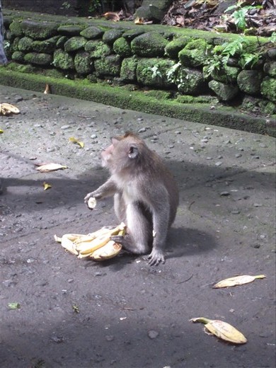 I am terrified of feeding loose, wild animals, especially when there is a warning sign that these monkeys may have rabies.  So I just took photos of other people feeding them.