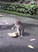 I am terrified of feeding loose, wild animals, especially when there is a warning sign that these monkeys may have rabies.  So I just took photos of other people feeding them.: by anealis314, Views[335]