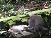 grooming: by anealis314, Views[271]