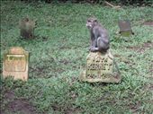There is a cemetery in Monkey Forest.  : by anealis314, Views[339]