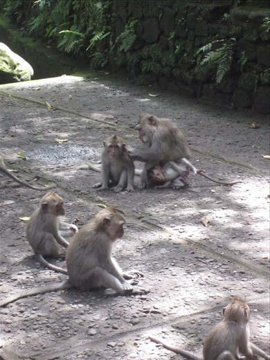 Monkeys really are like people!