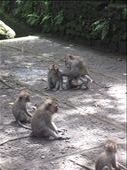 Monkeys really are like people!: by anealis314, Views[342]