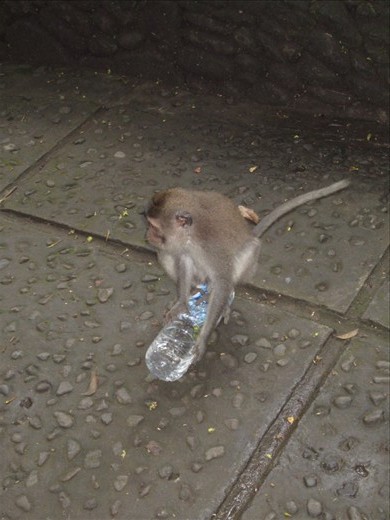 That's my water bottle.  This little guy snuck up from behind me and snatched it.  