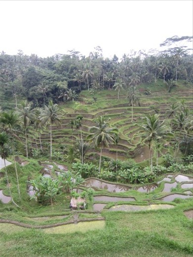 beautiful view of the rice terraces in Bali