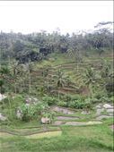 beautiful view of the rice terraces in Bali: by anealis314, Views[294]