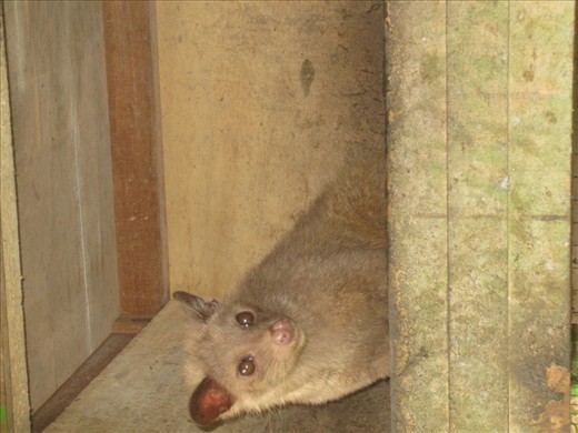 a civet cat