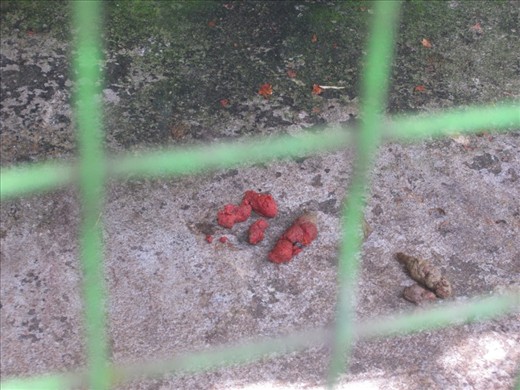 where the coffee beans are found.