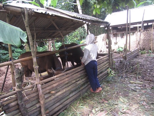 Farm animals on the village compound.  These are also the healthiest looking cows I have seen in all of Asia.