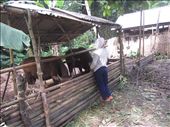 Farm animals on the village compound.  These are also the healthiest looking cows I have seen in all of Asia.: by anealis314, Views[271]