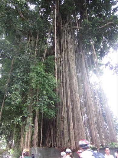 Another big bondi tree.  