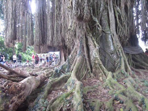 The branches hanging down are actually roots.  But they have to be cut otherwise they will rob the grounded tree roots of water and nutrients.  