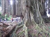 The branches hanging down are actually roots.  But they have to be cut otherwise they will rob the grounded tree roots of water and nutrients.  : by anealis314, Views[335]