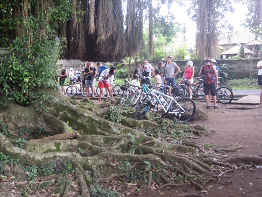 Hanging out around the tree.