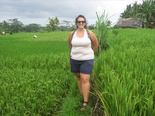 more rice fields