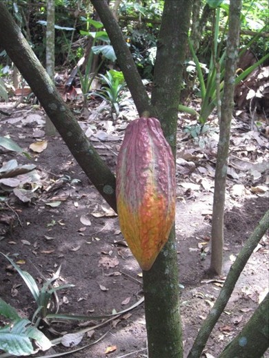 Cocao.