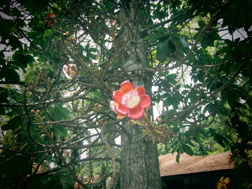 flower on a cannon ball tree
