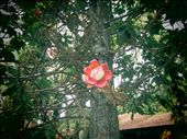 flower on a cannon ball tree: by anealis314, Views[279]