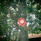 flower on a cannon ball tree Views[283]